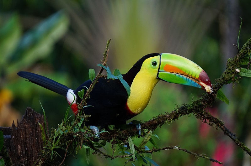 COSTA RICA - Natur Paradies in Mittelamerika